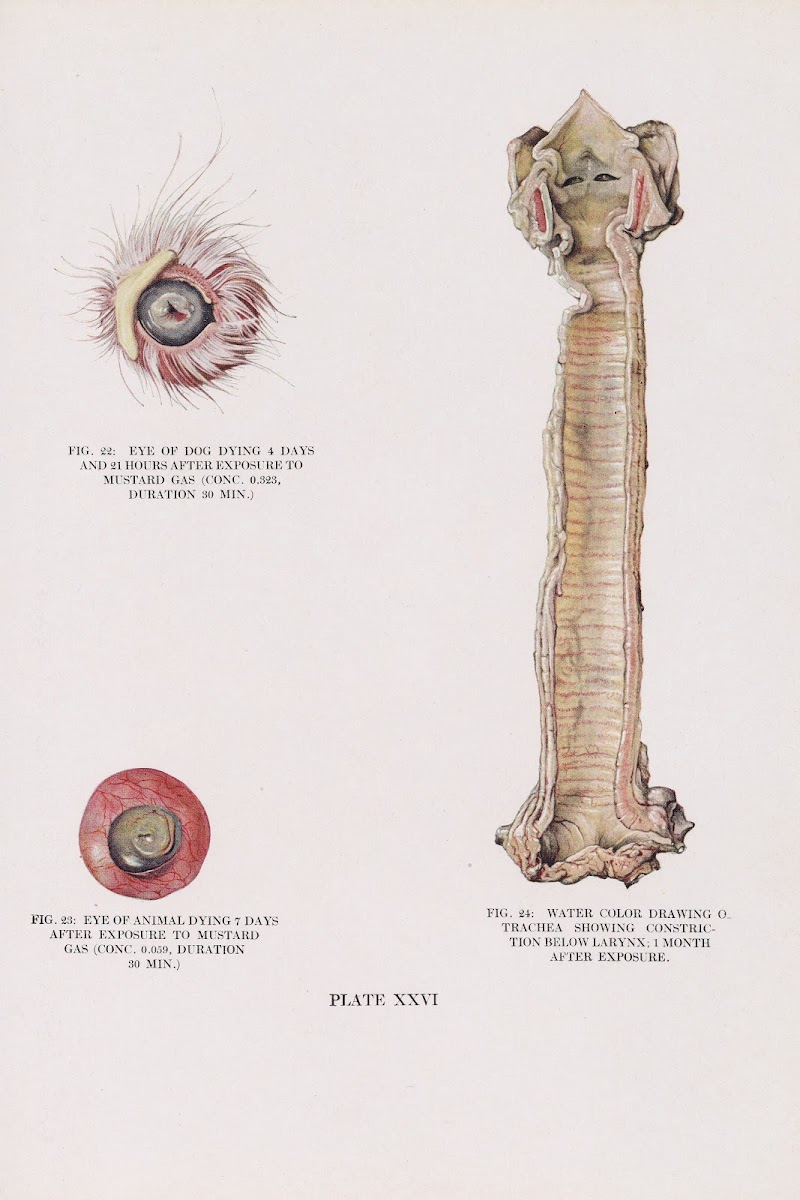 Plate XXVI Fig 22 Eye of dog dying 4 days and 21 hours after exposure to mustard