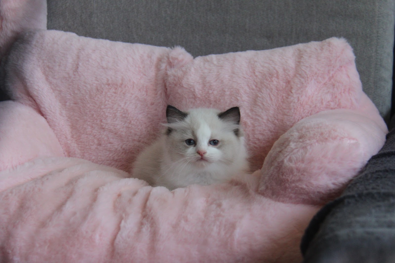 12/20出生 2號高端優質海雙布偶貓妹妹