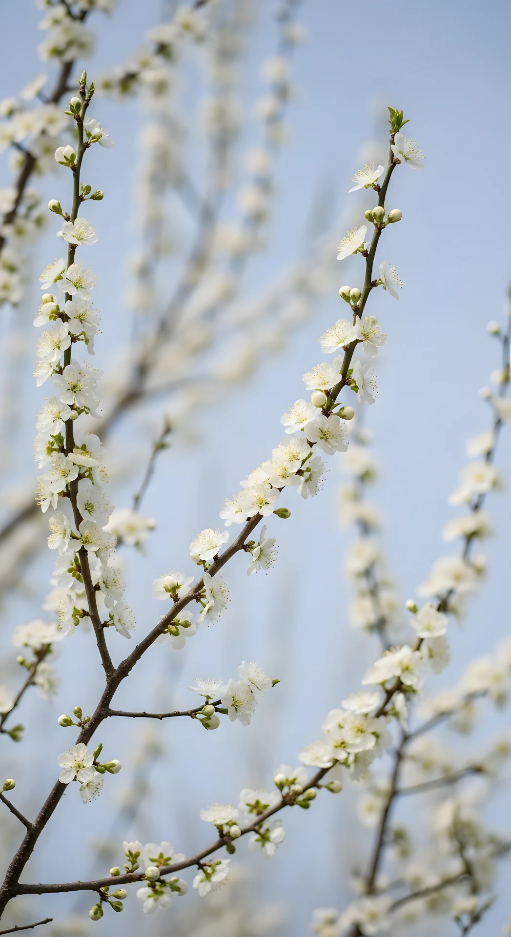 Delicate White Spring Blossoms Against Soft Blue Sky Bokeh - Free 4K mobile Wallpaper