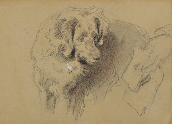 Study of a Dog 182073