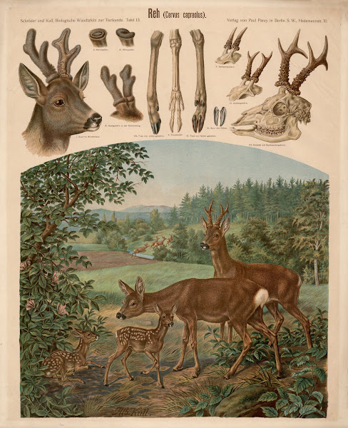 Roe Deer Cervus capreolus