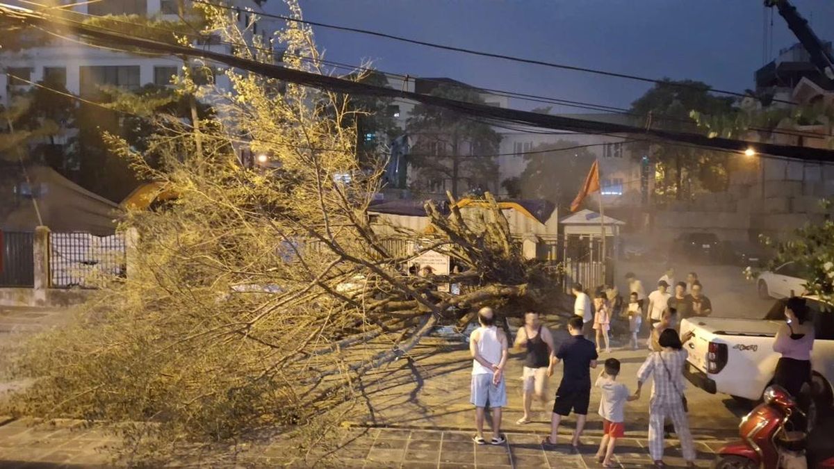 Hà Nội: Sau nắng nóng kỷ lục, mưa to gió lớn giật tung cây xanh, ôtô bị đè bẹp giữa phố - Báo Tiền Phong