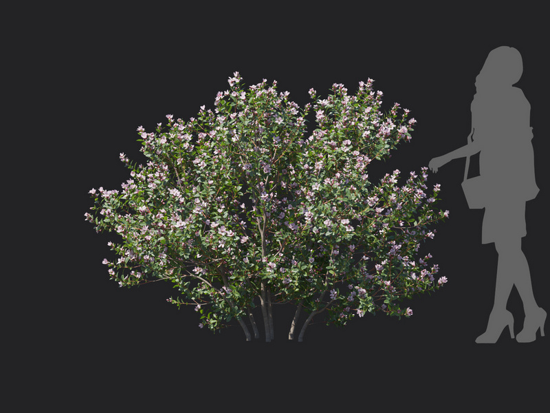 Maxtree - Plant Models Vol.129