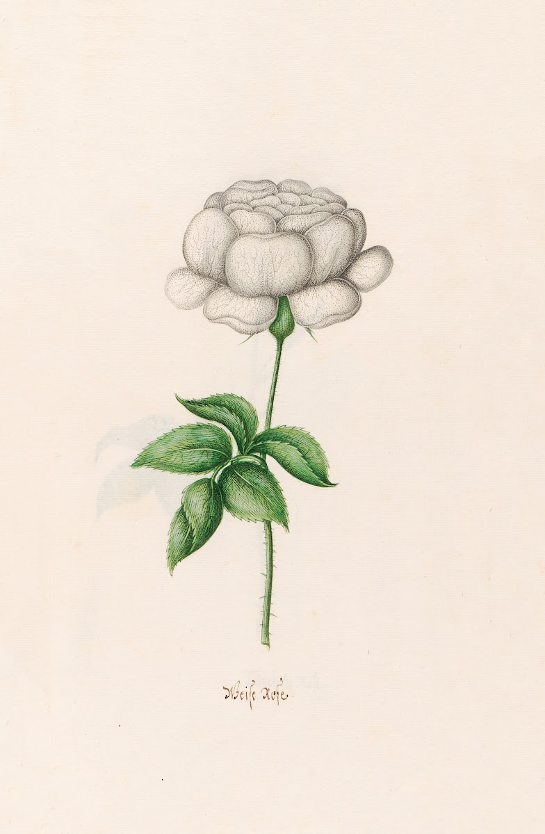 Weise rose 1692