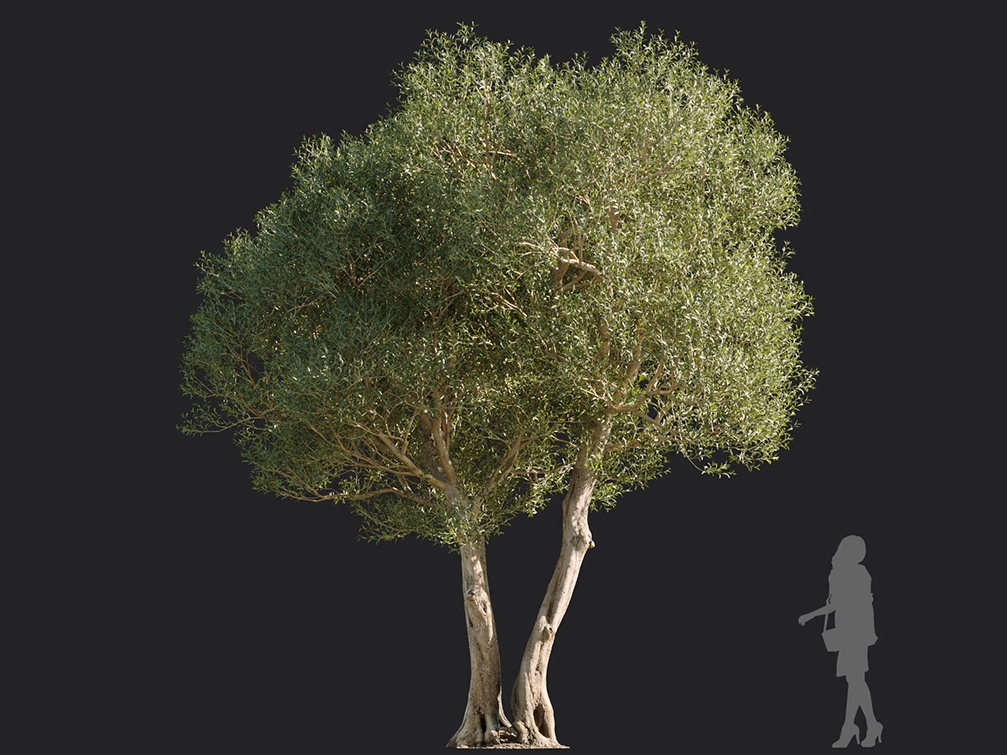 Maxtree - Plant Models Vol.113
