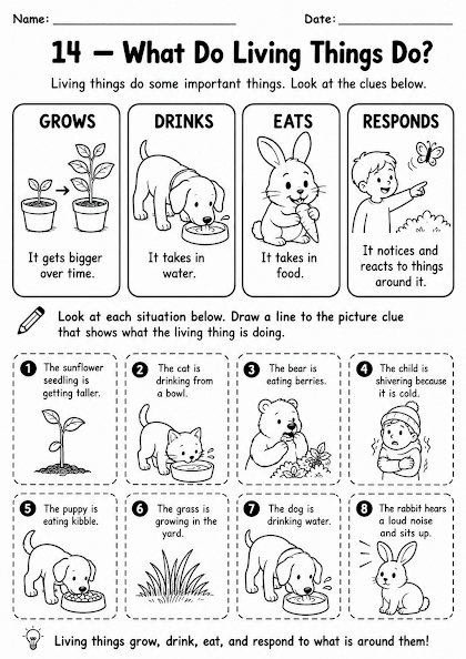What Do Living Things Do?