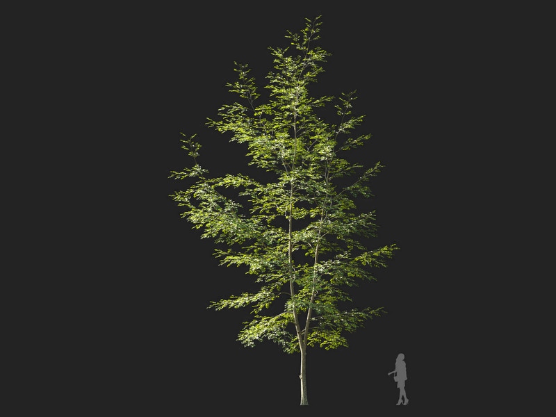 Maxtree - Plant Models Vol.114