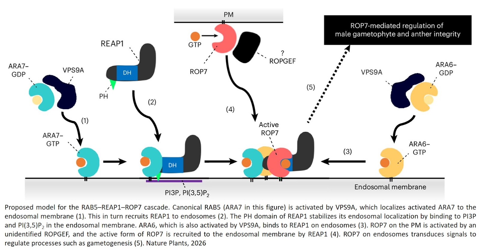 A molecular bridge connects two small GTPase pathways in plants