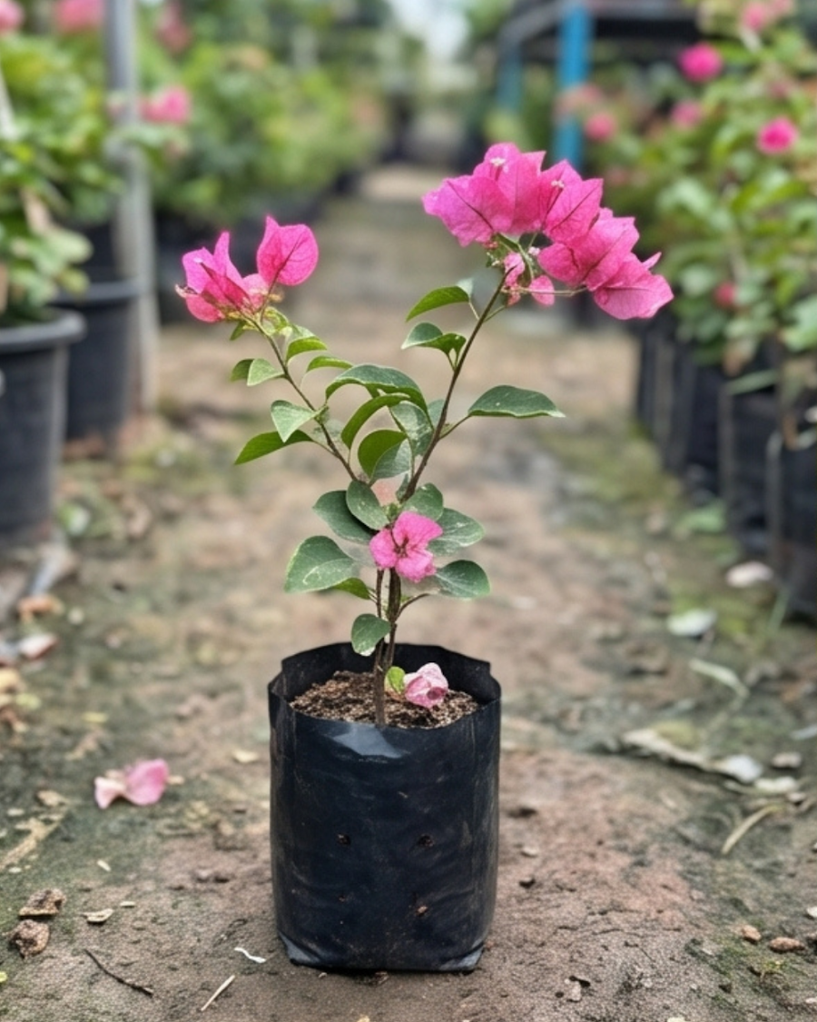 Imported Kimpui Bougainvillea Plant — view 3