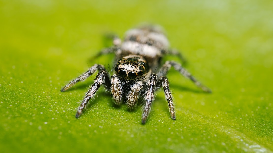 Salticus scenicus