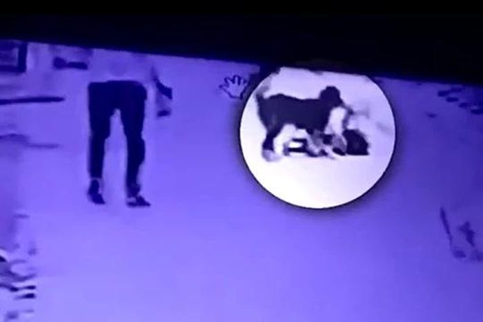Bé gái bị chó Pitbull tấn công giữa đường, thanh niên lao vào giải cứu trong tích tắc - Tạp chí Doanh Nghiệp Việt Nam
