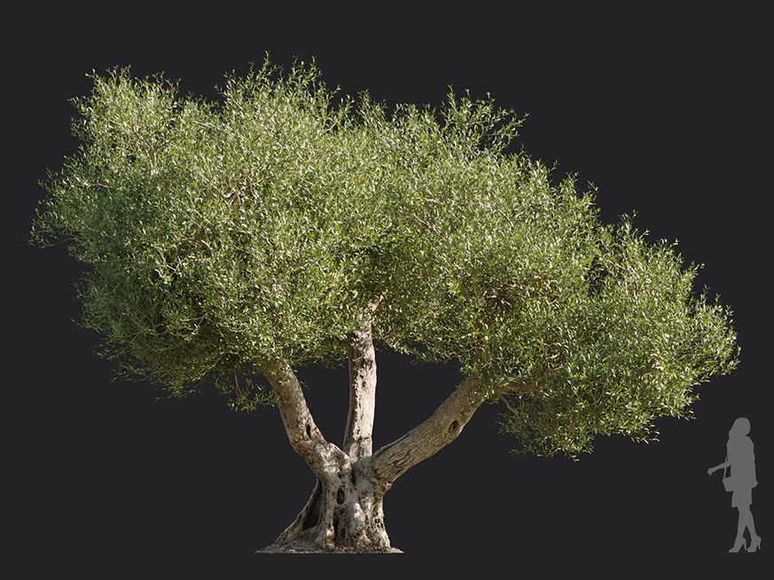 Maxtree - Plant Models Vol.113