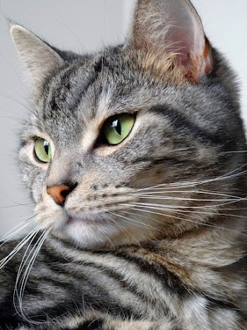 Cat Face Picture