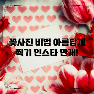 꽃사진인스타그램, 어떻게 꽃사진 찍나요, 아름다운 꽃사진, 꽃사진 노하우, 인스타그램 공유 방법