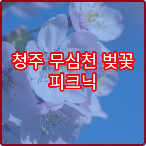 청주 무심천 벚꽃 피크닉 준비물 초보 가족 체크리스트