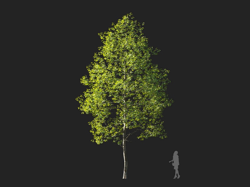 Maxtree - Plant Models Vol.114