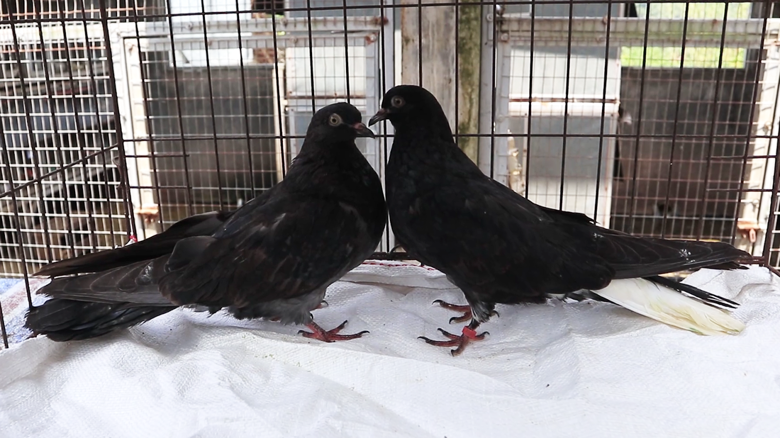 UCRAINIAN SKY CUTTER 0111240225