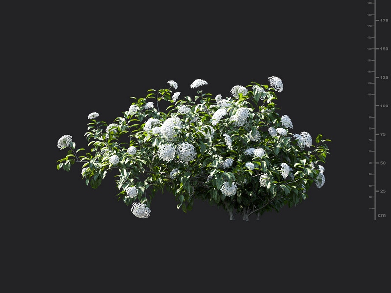 Maxtree - Plant Models Vol.115