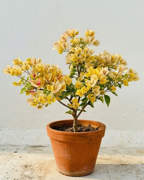 Imported Emas Perak Yellow Mix Bougainvillea Plant