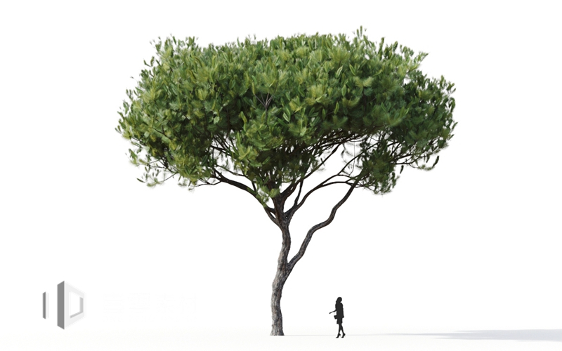 Maxtree - Plant Models Vol.9