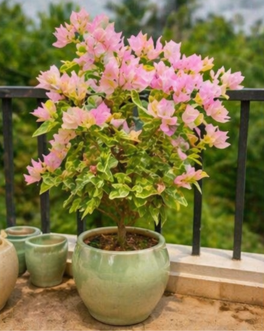 Imported Snow Pink Bougainvillea Plant — view 6