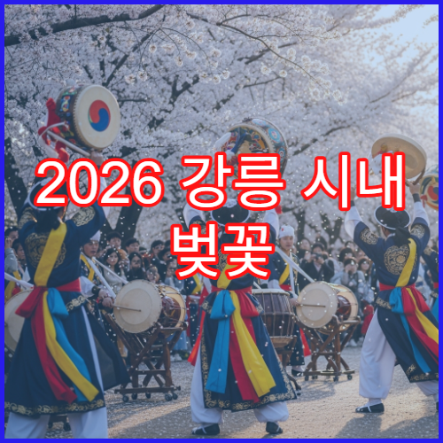 2026 강릉 시내 벚꽃 드라이브 주차 피하는 루트 추천