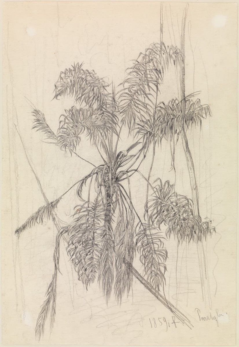 Palmenstudie 1859