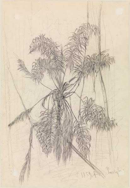 Palmenstudie 1859