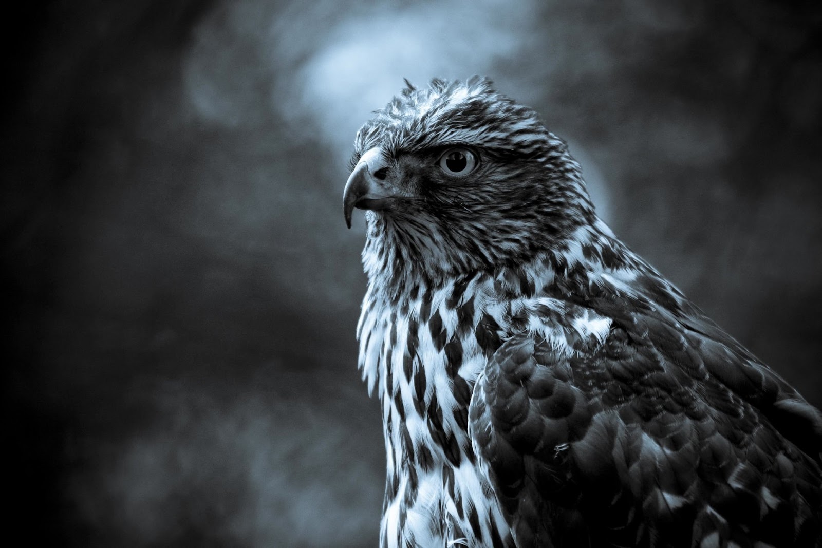 Hawk Wallpaper
