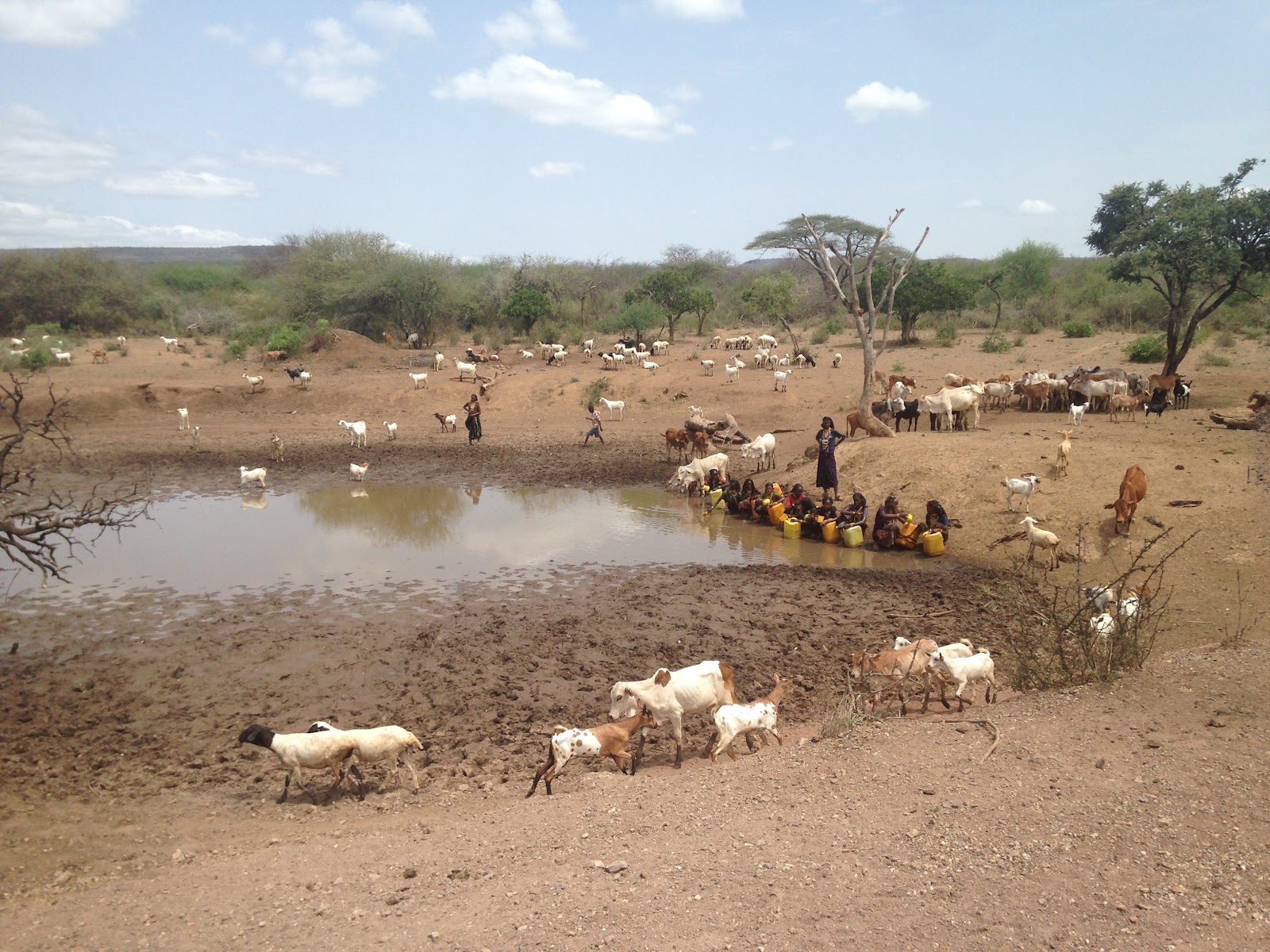 Tracing the first herders in East Africa. Cultural, Symbolic, and Historical Trajectories in the Borana Zone (Southern Ethiopia)