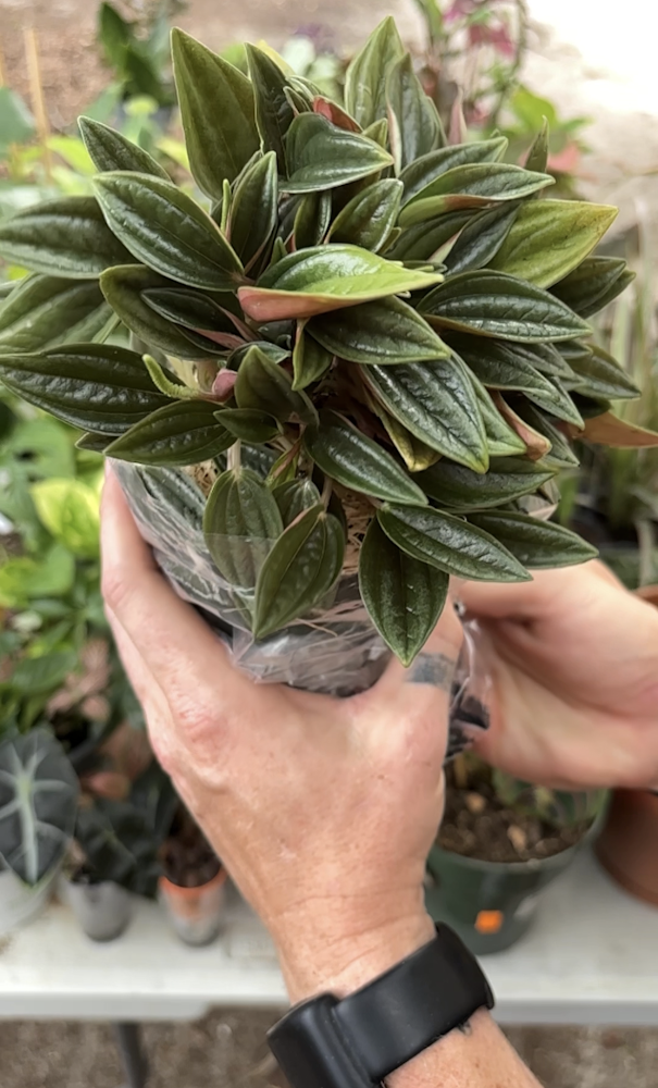 Pepperomia Rosso