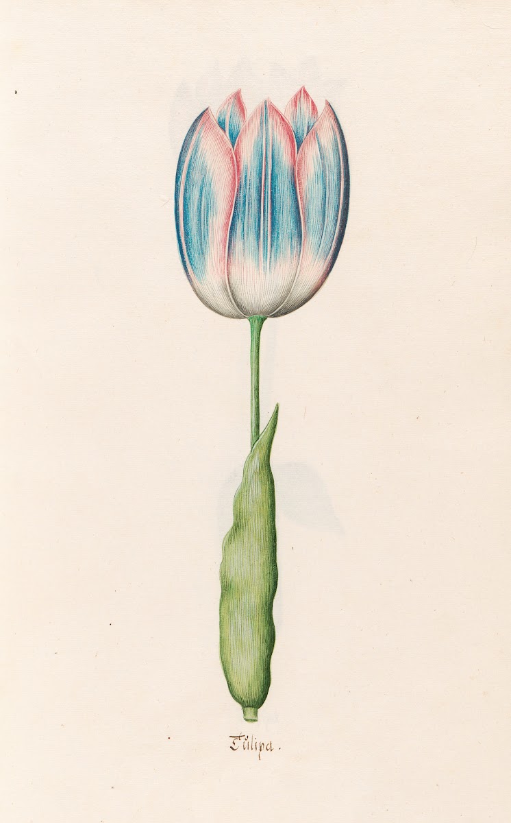 Tülipa 1692