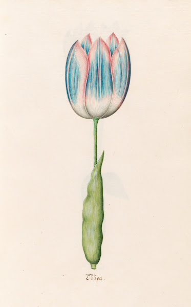 Tülipa 1692