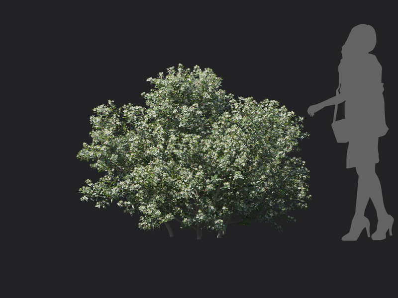 Maxtree - Plant Models Vol.129