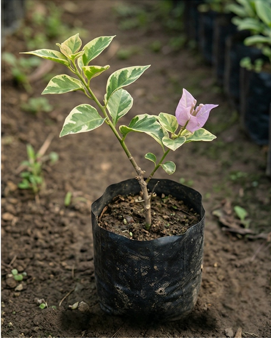 Imported Dusun Beauty Bougainvillea Plant — view 3