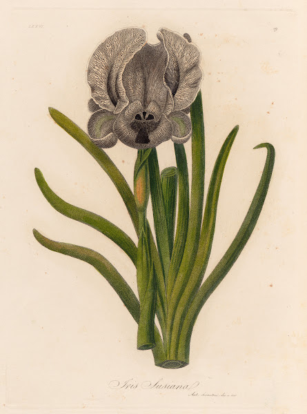 Iris Susiana 1818 1824
