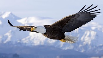 Eagle Wallpaper