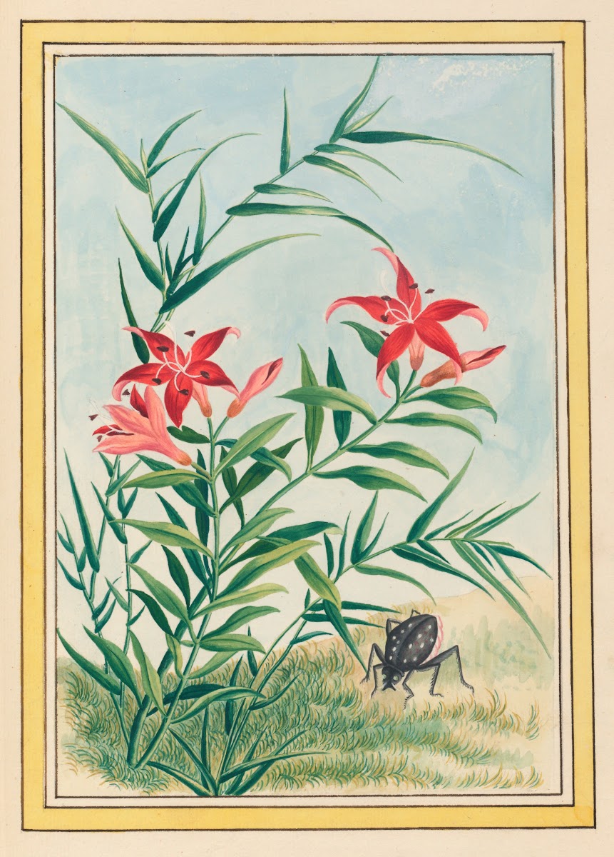 Plantes de Chine Pl035 1776