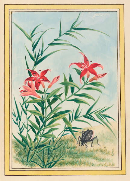 Plantes de Chine Pl035 1776