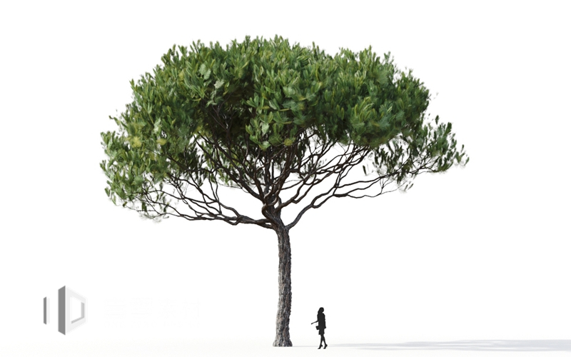 Maxtree - Plant Models Vol.9