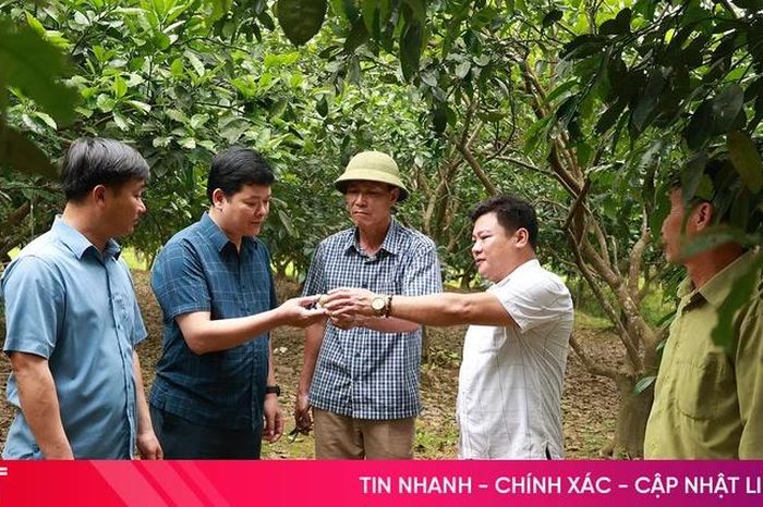 Bưởi Phúc Trạch đối mặt nguy cơ mất mùa - Báo Hà Tĩnh