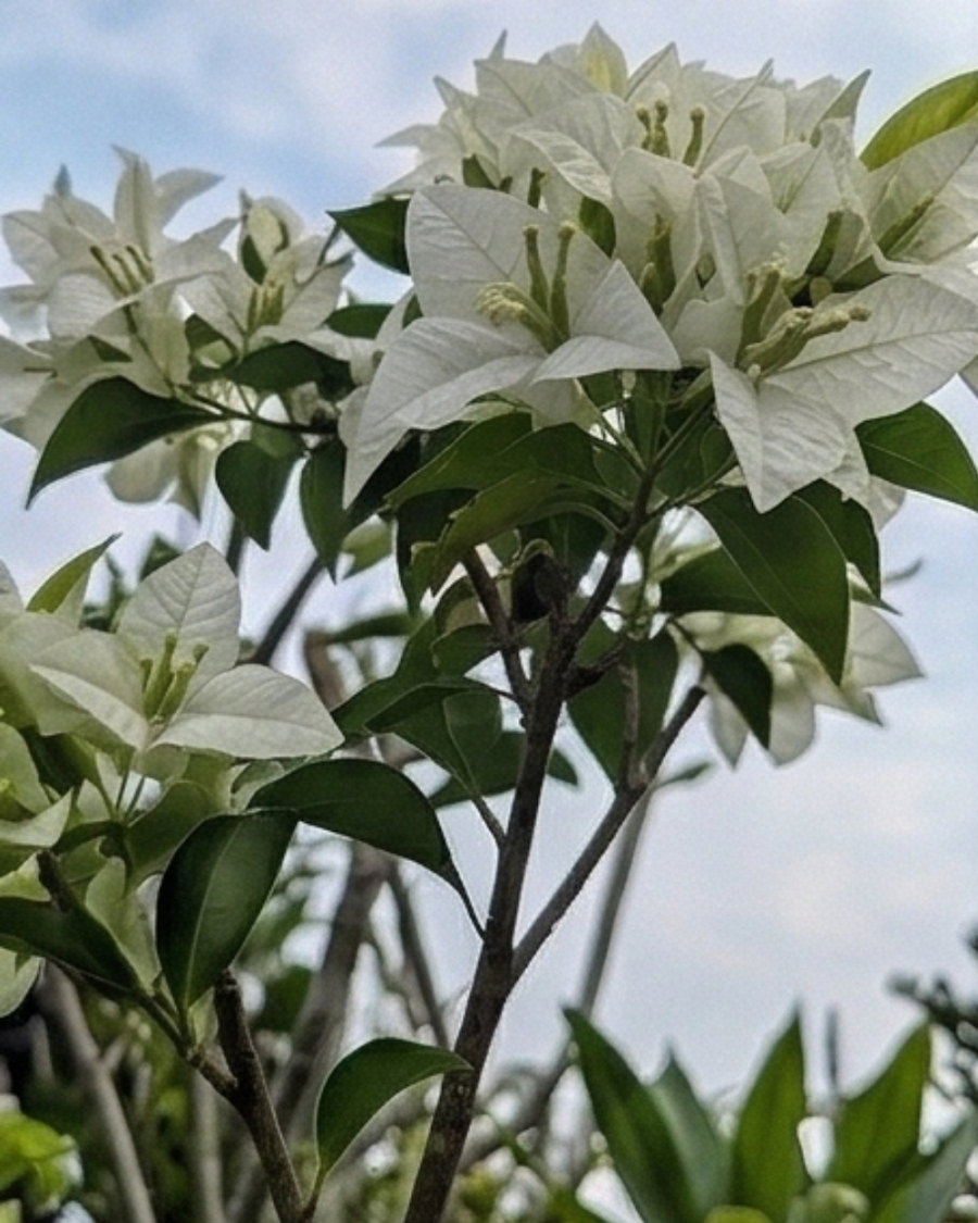 Imported Salju Dewata Bougainvillea Plant — view 4