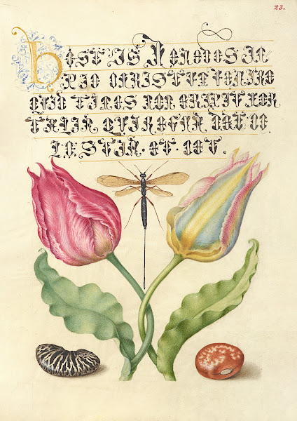 GesnersTulip Ichneumon Fly Kidney Bean and Scarlet Runner Bean 15611596