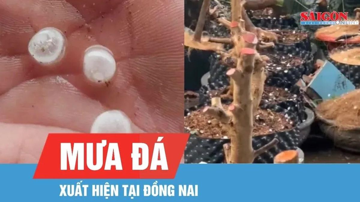 Đồng Nai xuất hiện mưa đá - Báo Sài Gòn Giải Phóng