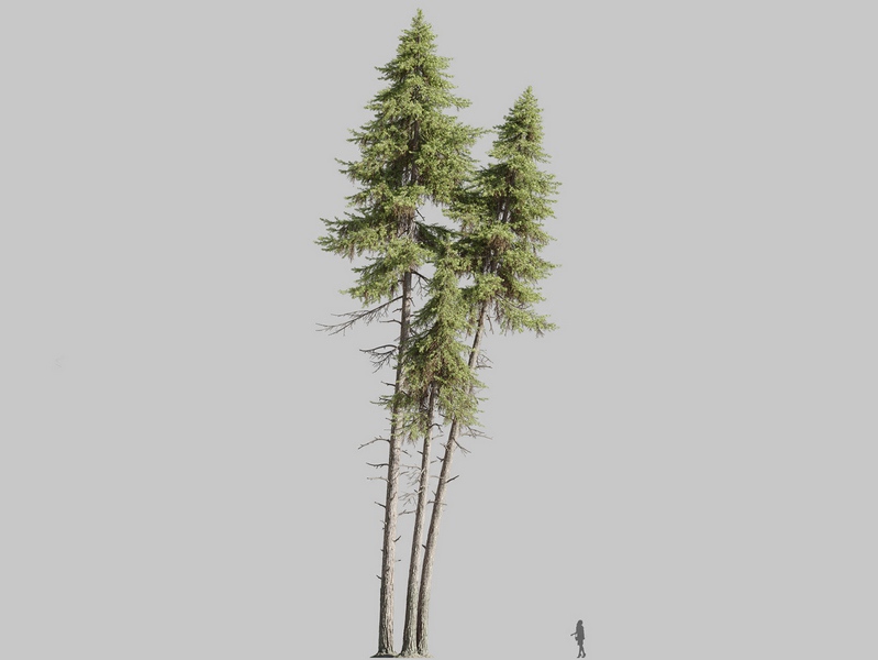 Maxtree - Plant Models Vol.126