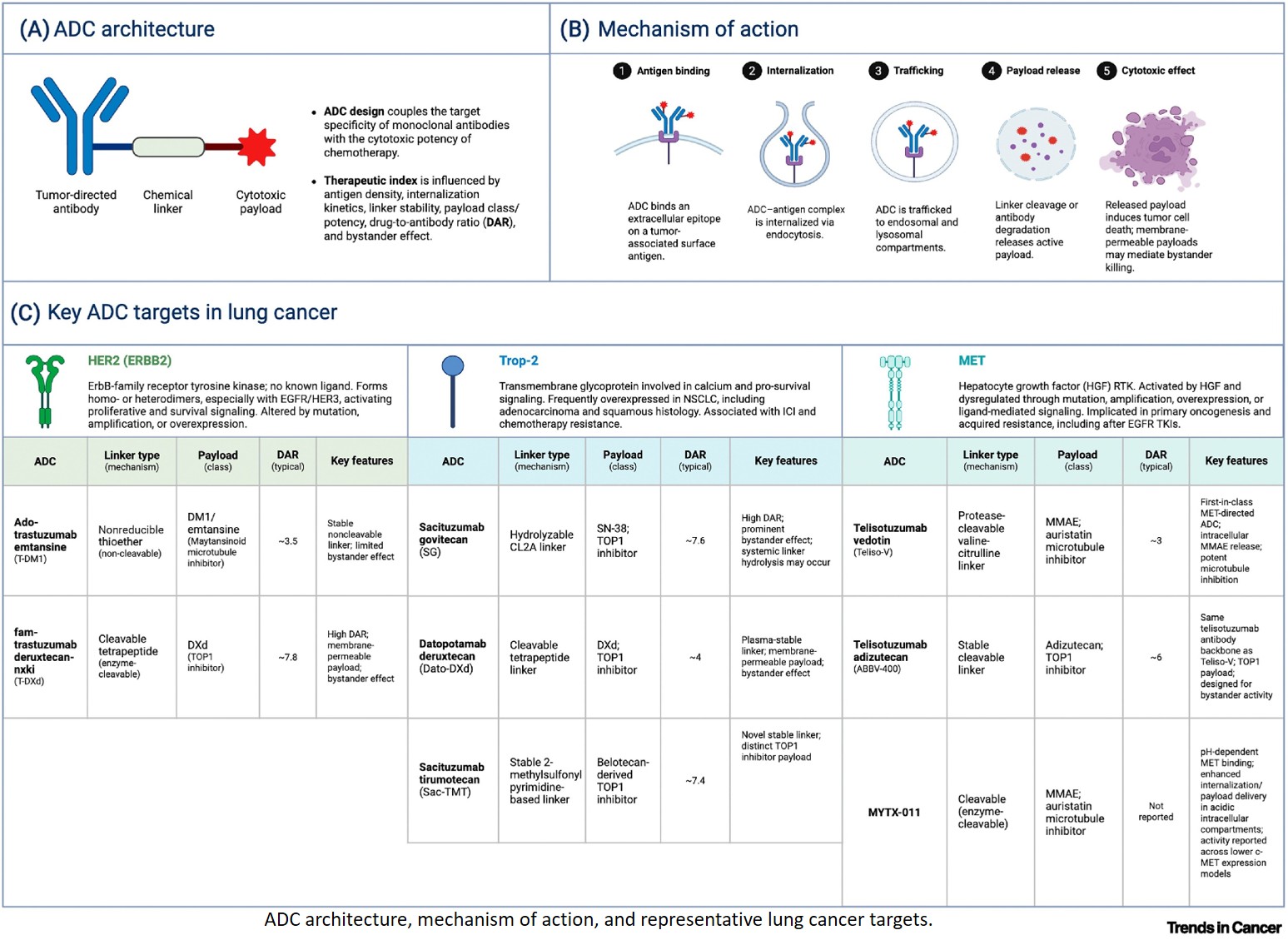 Emerging landscape of antibody–drug conjugates in lung cancer: a clinical review