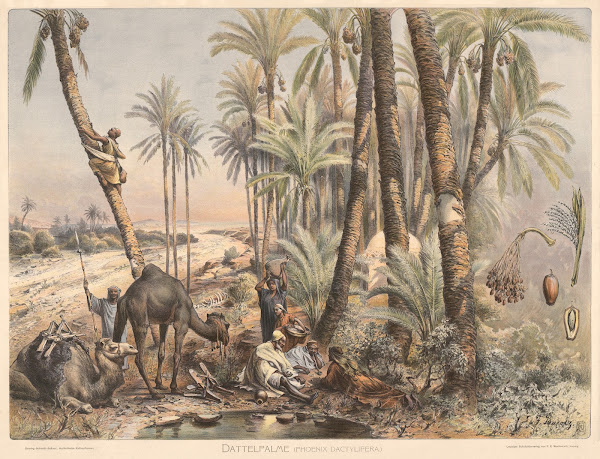 Dattelpalme phoenix dactylifera