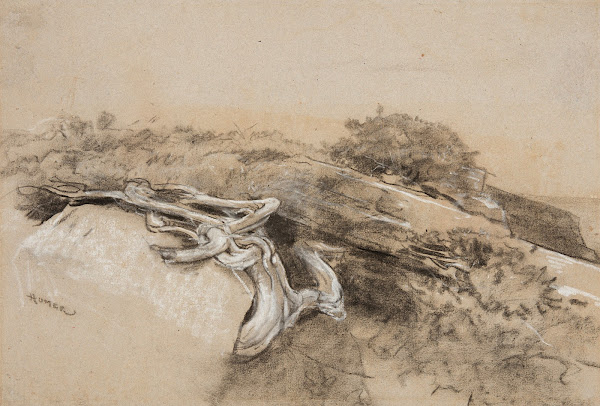 Tree Roots Prouts Neck 1884