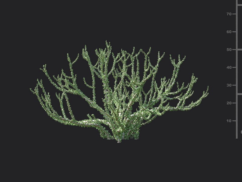 Maxtree - Plant Models Vol.130