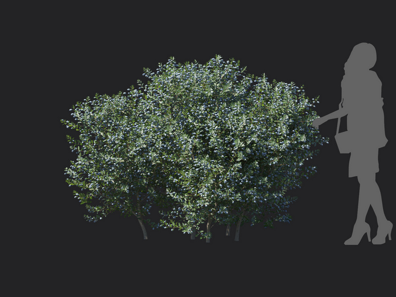 Maxtree - Plant Models Vol.129